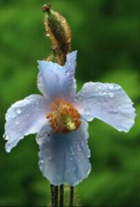 Himalayan Plue Poppy