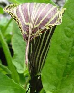 Himalayan Cobra Lily