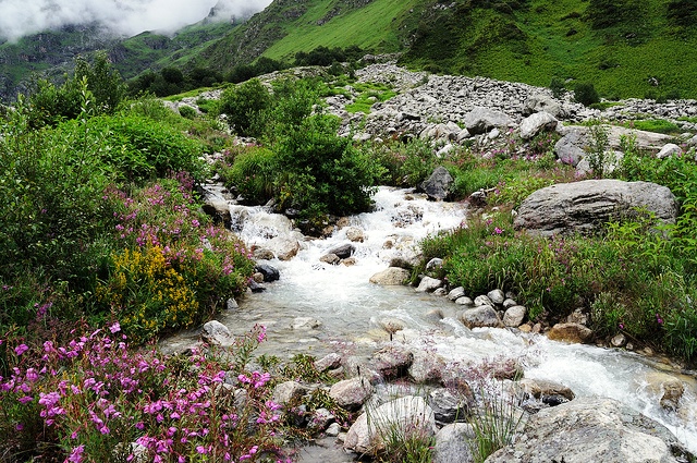 Valley of Flowers